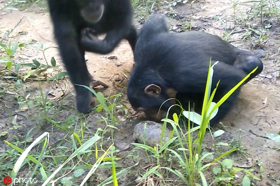 Chet cuoi tinh tinh ngo nghich treu choc rua nho-Hinh-3