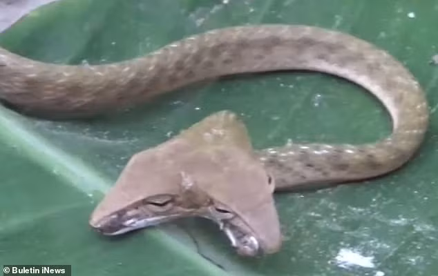 Sung sot ran hai dau xuat hien 