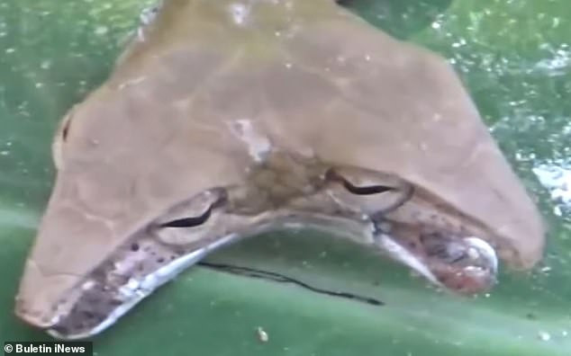 Sung sot ran hai dau xuat hien 