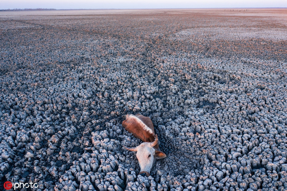 Khoanh khac ron nguoi cua dong vat hoang da ai cung am anh-Hinh-3
