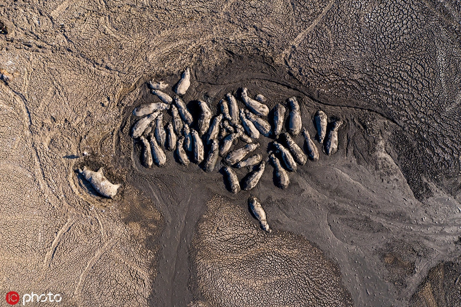 Khoanh khac ron nguoi cua dong vat hoang da ai cung am anh-Hinh-4