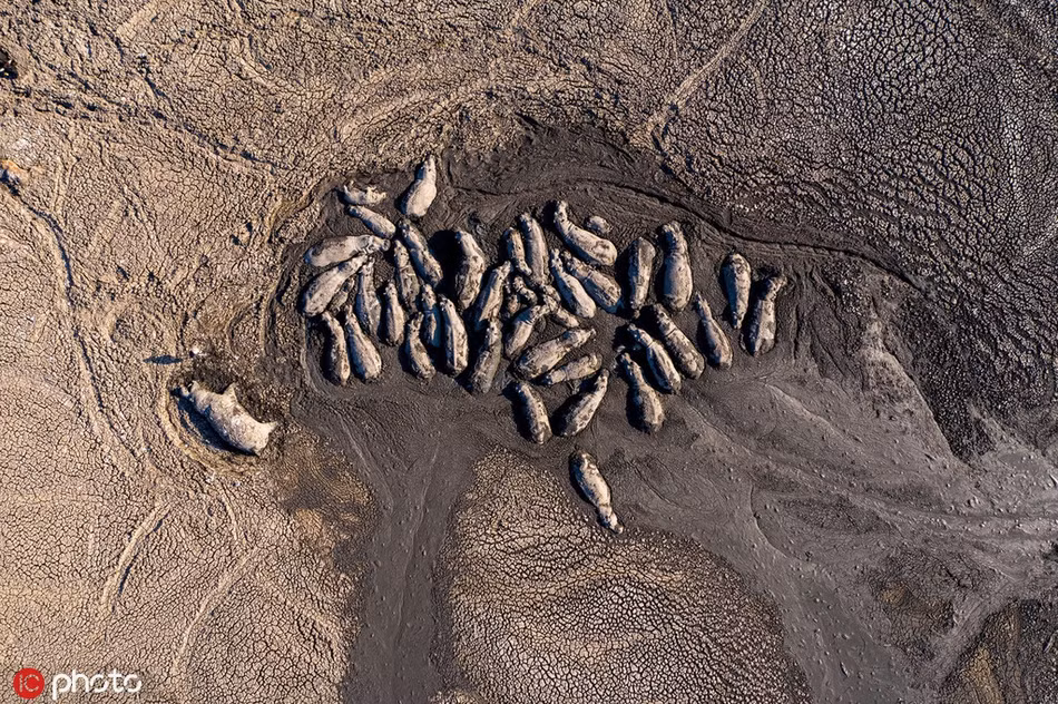Khoanh khac ron nguoi cua dong vat hoang da ai cung am anh-Hinh-4