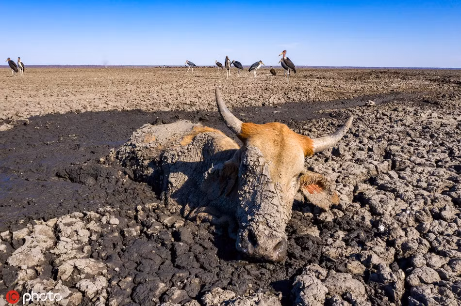 Khoanh khac ron nguoi cua dong vat hoang da ai cung am anh