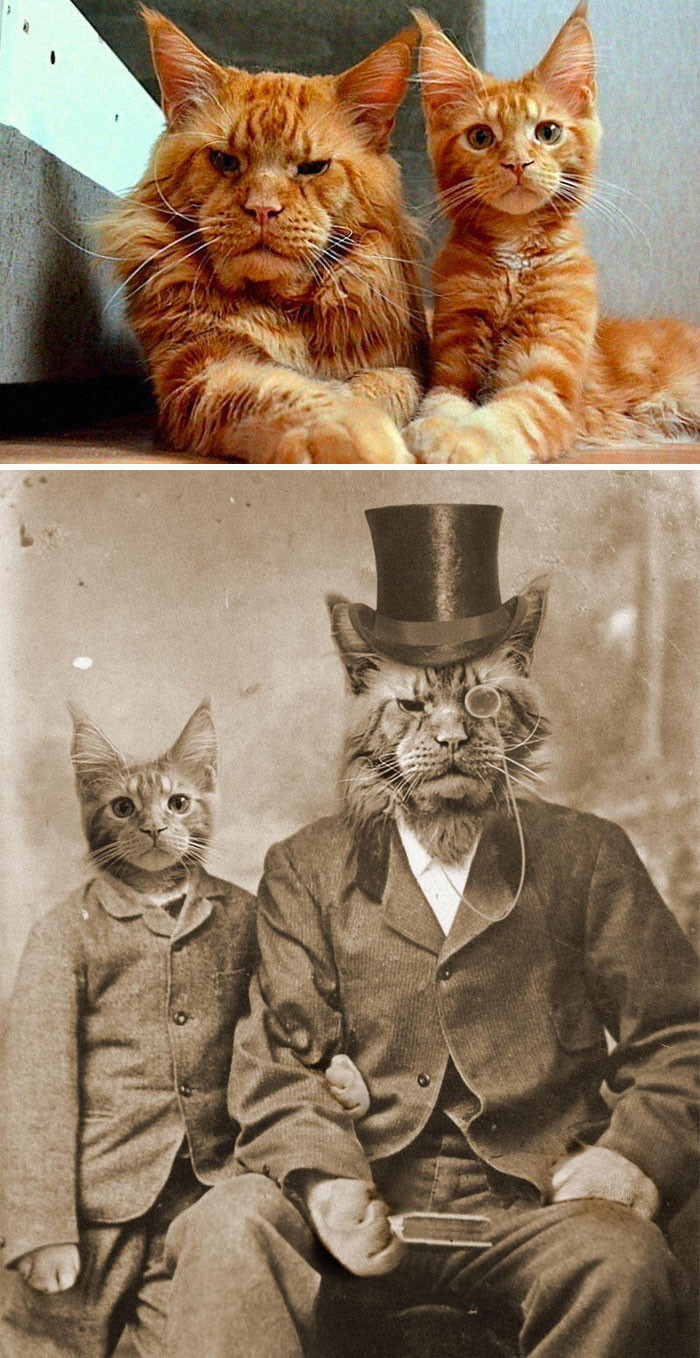 Khi cha con mèo vàng chụp ảnh chân dung cùng nhau.