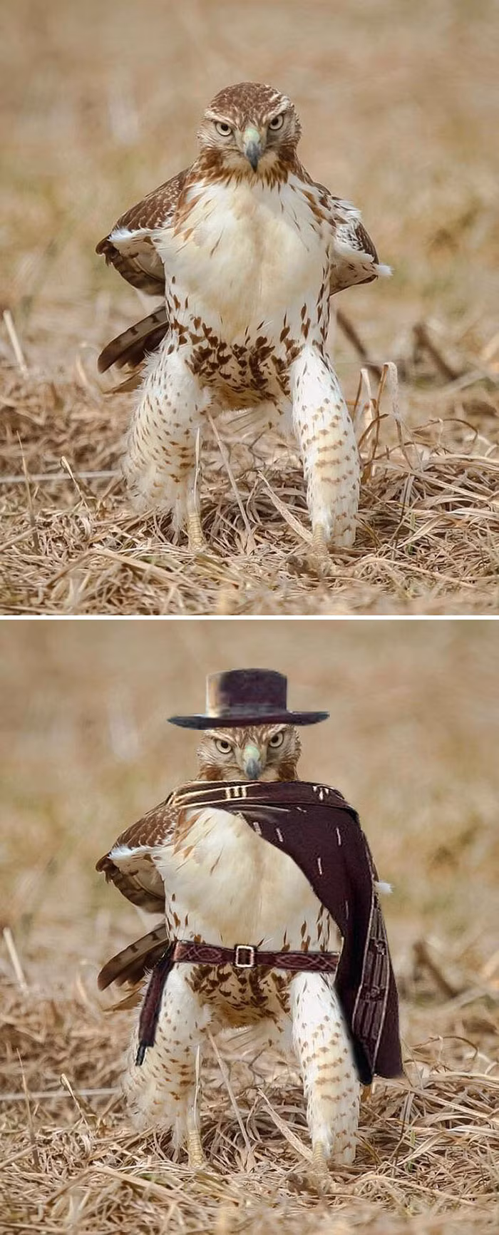 Thần thái cực ngầu của con cú này rất thích hợp để nó đóng vai hiệp sĩ cao bồi miền Tây trong các bộ phim nhân cách hóa về động vật hoang dã.