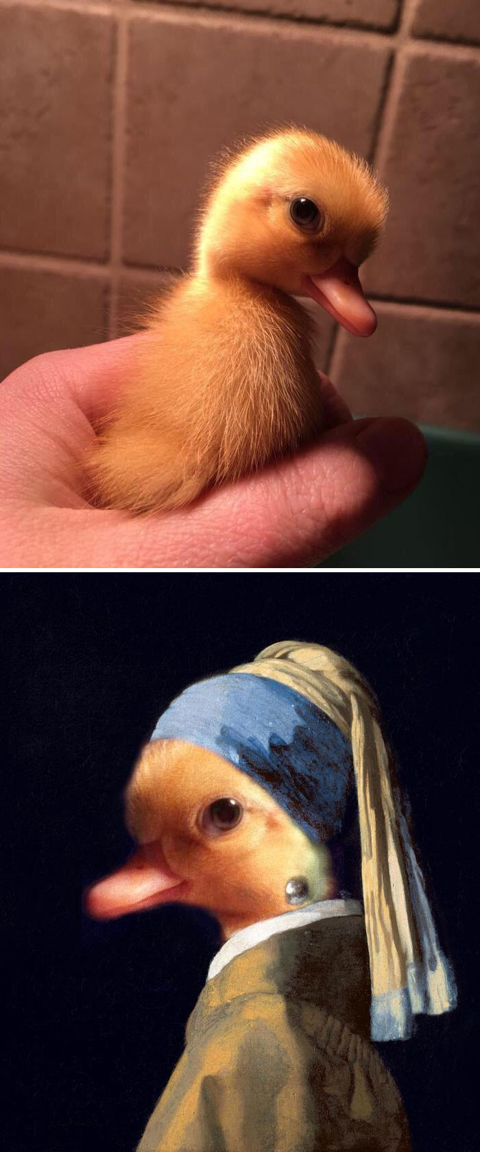 Thần thái sang chảnh của cô vịt con này cực kỳ thích hợp với bức tranh "Cô gái đeo hoa tai ngọc trai".