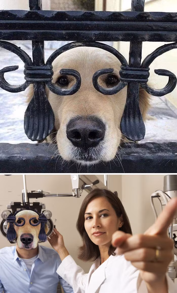 Hình ảnh chú chó dí sát mắt vào chấn song giống hệt như khi nó khám mắt.