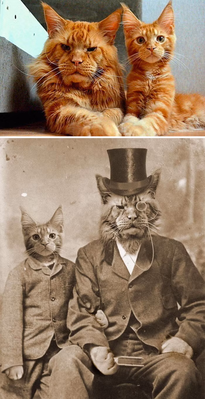 Khi cha con mèo vàng chụp ảnh chân dung cùng nhau.