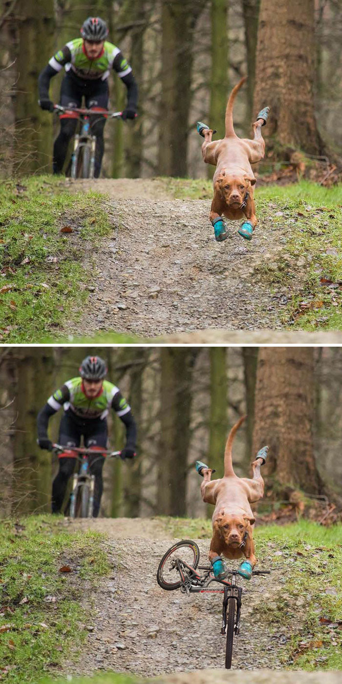 Nếu có một chiếc xe đạp để đua, có lẽ chú chó này sẽ chiến thắng.