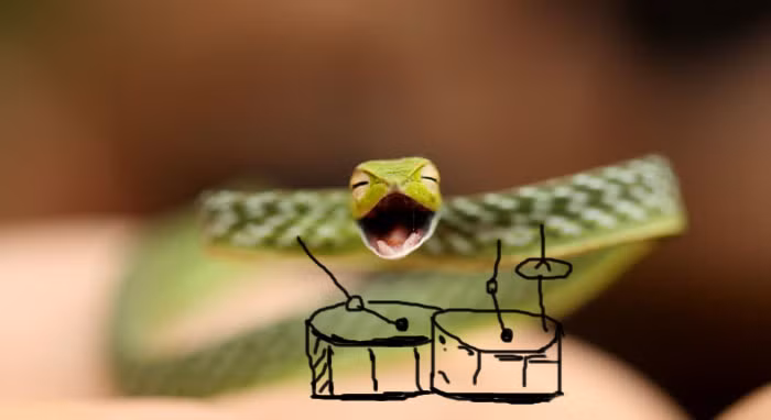 Khuôn mặt hào hứng của con rắn lục này hệt như nó đang chơi một bản nhạc rock có giai điệu rộn ràng, vui tươi.