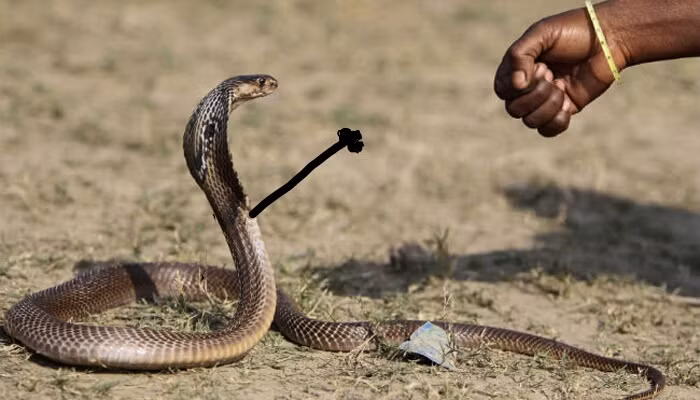 Khoảnh khắc cực hài hước khi rắn hổ mang chơi oản tù tì với con người.