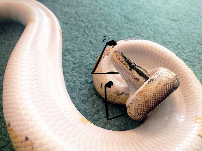 Vẻ mặt và động tác của con rắn này như muốn nói: "Nhìn gì? Có muốn đánh nhau không hả?"