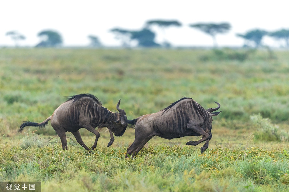 Ngoan muc linh duong dau bo kich chien 