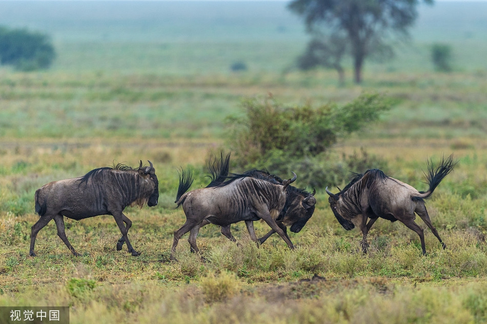 Ngoan muc linh duong dau bo kich chien 
