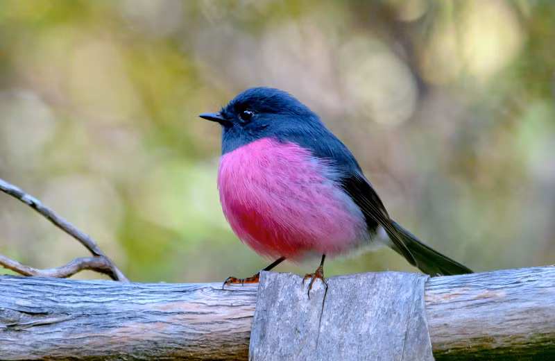 Theo nhiều nhiếp ảnh gia động vật hoang dã, chim Pink Robin thực sự rất đẹp, mỗi lần nhìn thấy chúng, họ đều không tin loài chim này tồn tại thật trên đời, ngỡ như chúng chỉ tồn tại trong xứ sở cổ tích.