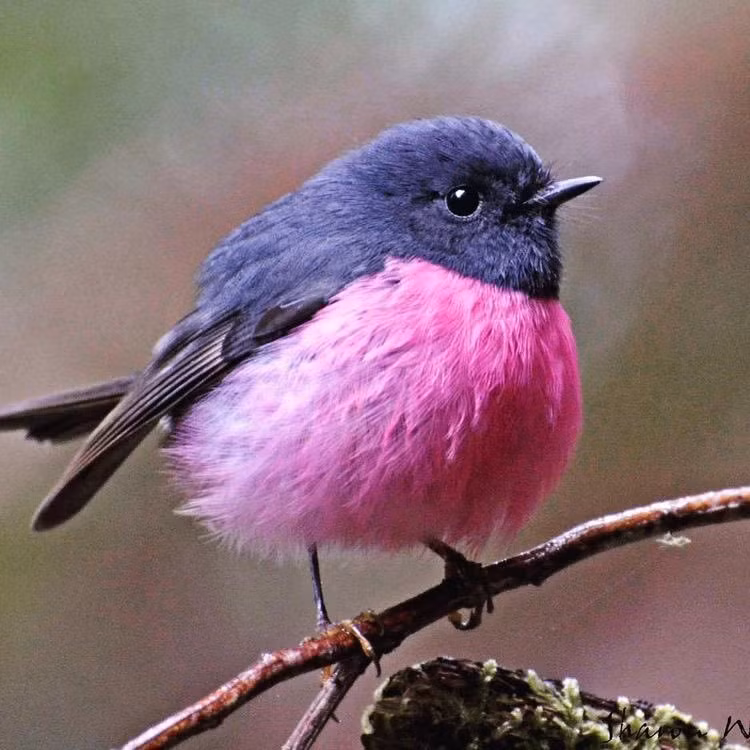 Thân thể nhỏ, tròn tròn cực dễ thương, được nhận xét là loài chim vừa có ngoại hình tinh tế vừa có nét đáng yêu khó cưỡng.