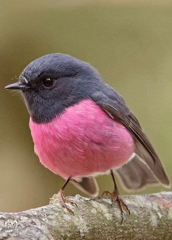 Theo tìm hiểu, chim Pink Robin có tên khoa học là Petroica rodinogaster, một loài chim thuộc họ Petroicidae, là loài bản địa ở Đông Nam Australia.