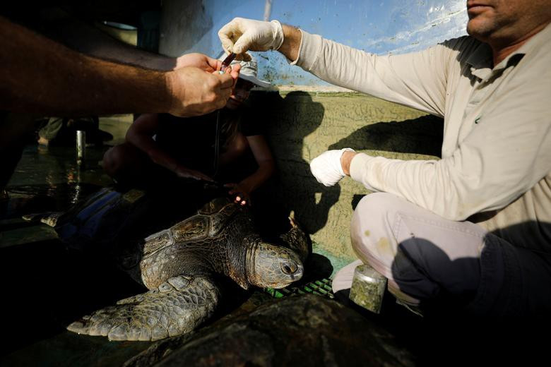 Trong khi đó, nhưng con rùa lớn hơn cũng thường xuyên được "khám bệnh"