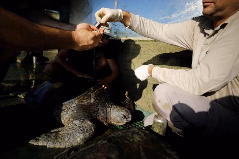Trong khi đó, nhưng con rùa lớn hơn cũng thường xuyên được "khám bệnh"