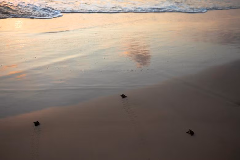 Năm 2002, Trung tâm cứu hộ Rùa biển Israel đã có một bước tiến quan trọng đó là cứu sống và đưa về trại bảo tồn một số giống rùa đặc biệt, những giống rùa này sẽ đóng vai trò quan trọng cho hệ sinh thái biển nếu như được duy trì nòi giống