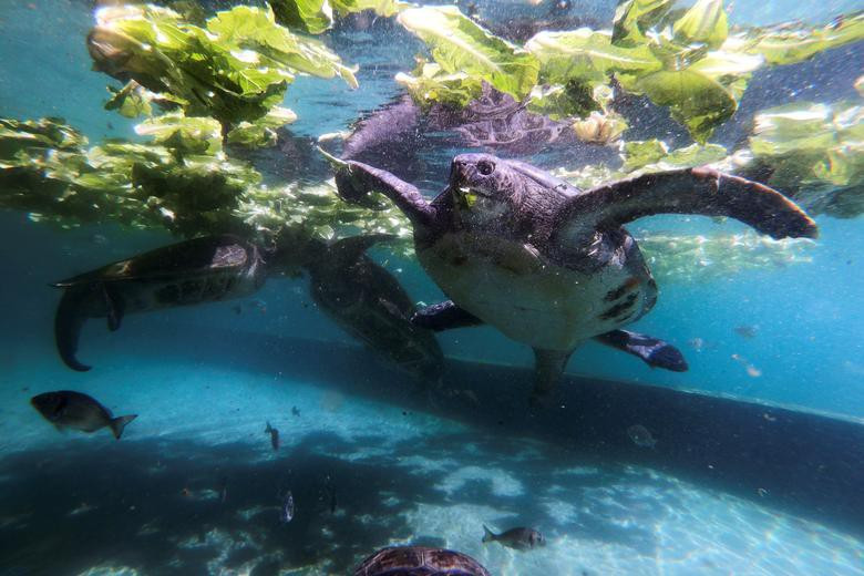 Rùa biển đóng vai trò quan trọng trong hệ sinh thái đại dương và bãi biển. Trong các đại dương, các loại rùa biển, đặc biệt là rùa biển xanh, là một trong số ít các loài động vật ăn cỏ biển mọc ở các vùng đáy, giúp cân bằng hệ sinh thái