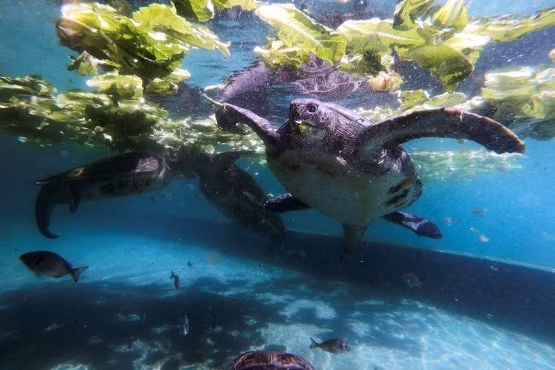 Rùa biển đóng vai trò quan trọng trong hệ sinh thái đại dương và bãi biển. Trong các đại dương, các loại rùa biển, đặc biệt là rùa biển xanh, là một trong số ít các loài động vật ăn cỏ biển mọc ở các vùng đáy, giúp cân bằng hệ sinh thái