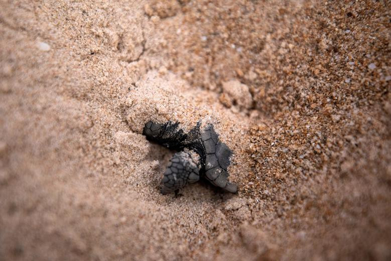 Một con rùa biển con vùi trong cát, làm quen với môi trường bên ngoài