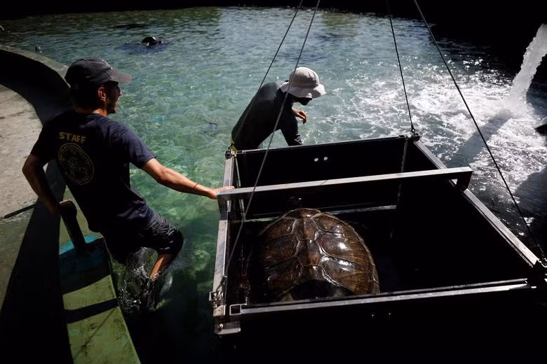 Một con rùa biển xanh được nuôi trong trại bảo tồn rùa. Những nhân viên tại đây đang nâng con rùa này lên để làm sạch bể nước, nơi ở của rùa