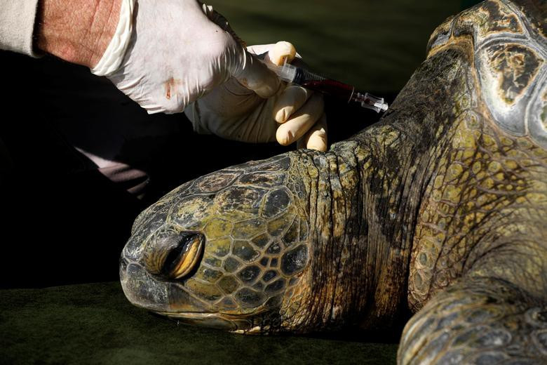 Một nhà nghiên cứu đang lấy máu rùa xanh đưa đi xét nghiệm, đây là một phần trong chương trình bảo tồn loài rùa quý hiếm này