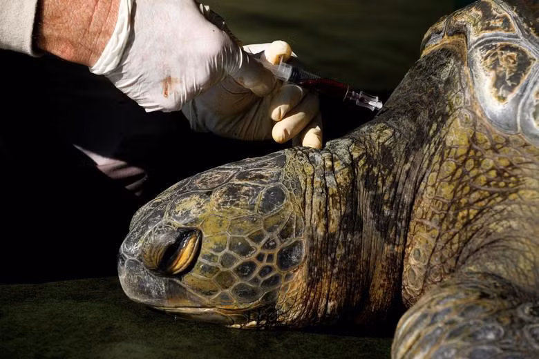 Một nhà nghiên cứu đang lấy máu rùa xanh đưa đi xét nghiệm, đây là một phần trong chương trình bảo tồn loài rùa quý hiếm này