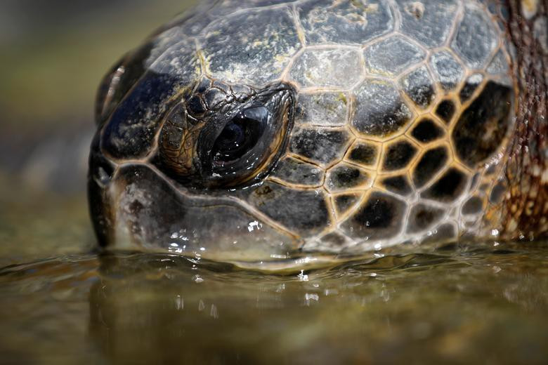 Rùa xanh tại Trung tâm cứu hộ rùa biển Israel thường xuyên được theo dõi tình trạng sức khỏe và sự phát triển. Tất cả những việc này nhằm mục đích duy trì sinh sản tốt nhất cho loài rùa biển quý hiểm, có vai trò quan trọng cho hệ sinh thái biển