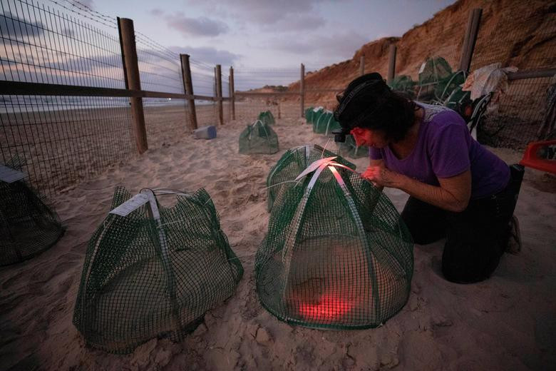 Để hỗ trợ việc bảo tồn các loài rùa quý hiếm đứng trước nguy cơ tuyệt chủng, chính quyền Israel đã đề nghị các trung tâm nuôi dưỡng và bảo vệ rùa biển di dời các tổ rùa bị đe dọa tới khu vực khác an toàn hơn cho việc ấp trứng và sinh sản của rùa từ những năm 1980