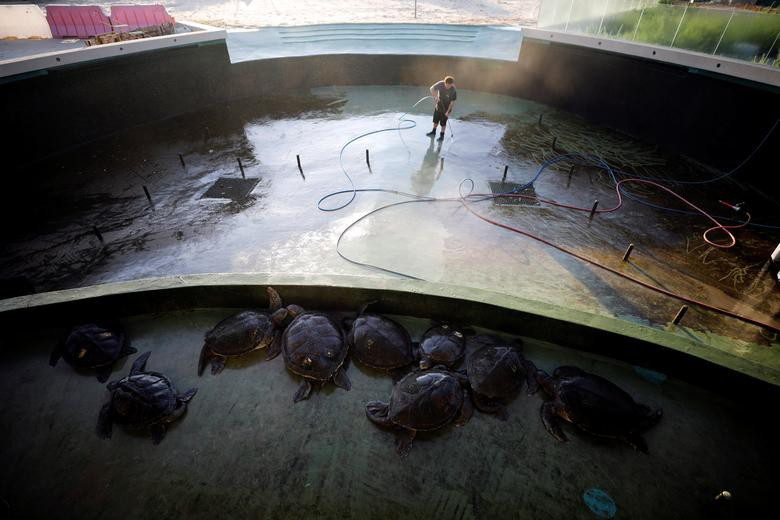 Chúng được chăm sóc kỹ lưỡng, thường xuyên được vệ sinh nơi ở