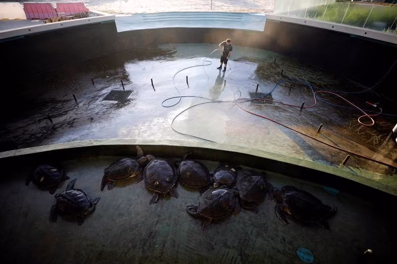 Chúng được chăm sóc kỹ lưỡng, thường xuyên được vệ sinh nơi ở