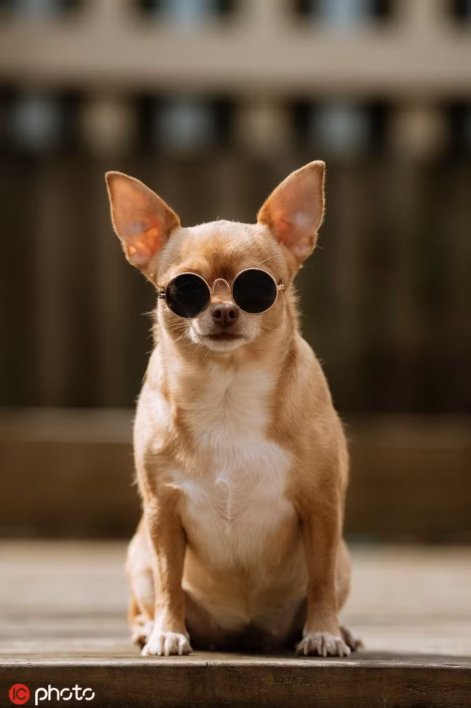 Chú chó sành điệu sống ở Telford, Anh rất nổi tiếng nhờ phong cách thời trang đẹp mắt, lôi cuốn và thần thái cực ngầu.