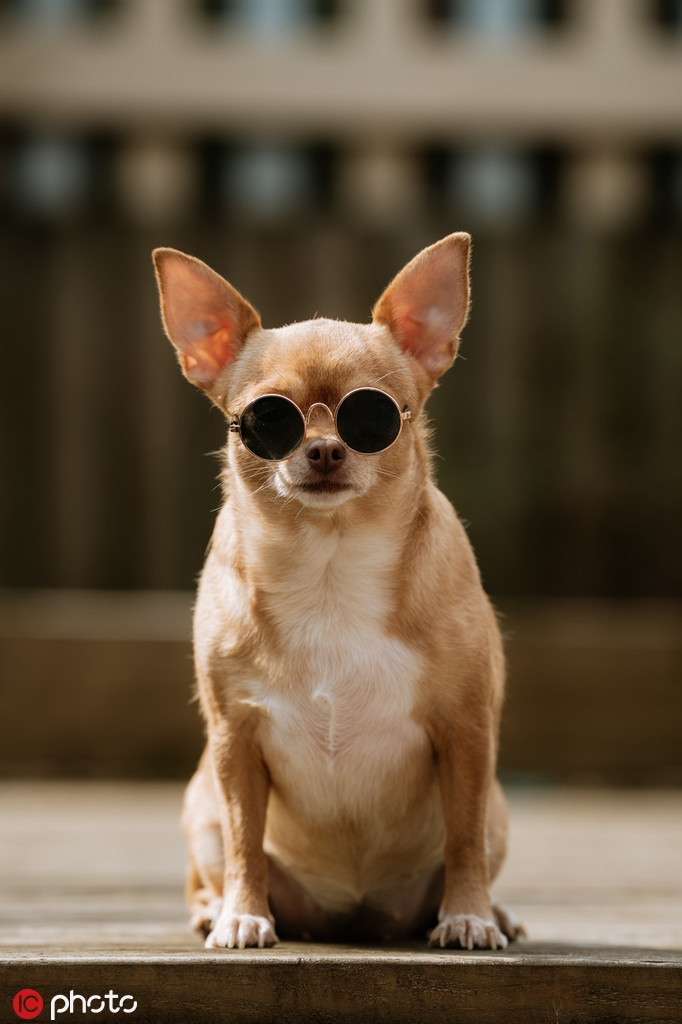 Chú chó sành điệu sống ở Telford, Anh rất nổi tiếng nhờ phong cách thời trang đẹp mắt, lôi cuốn và thần thái cực ngầu.