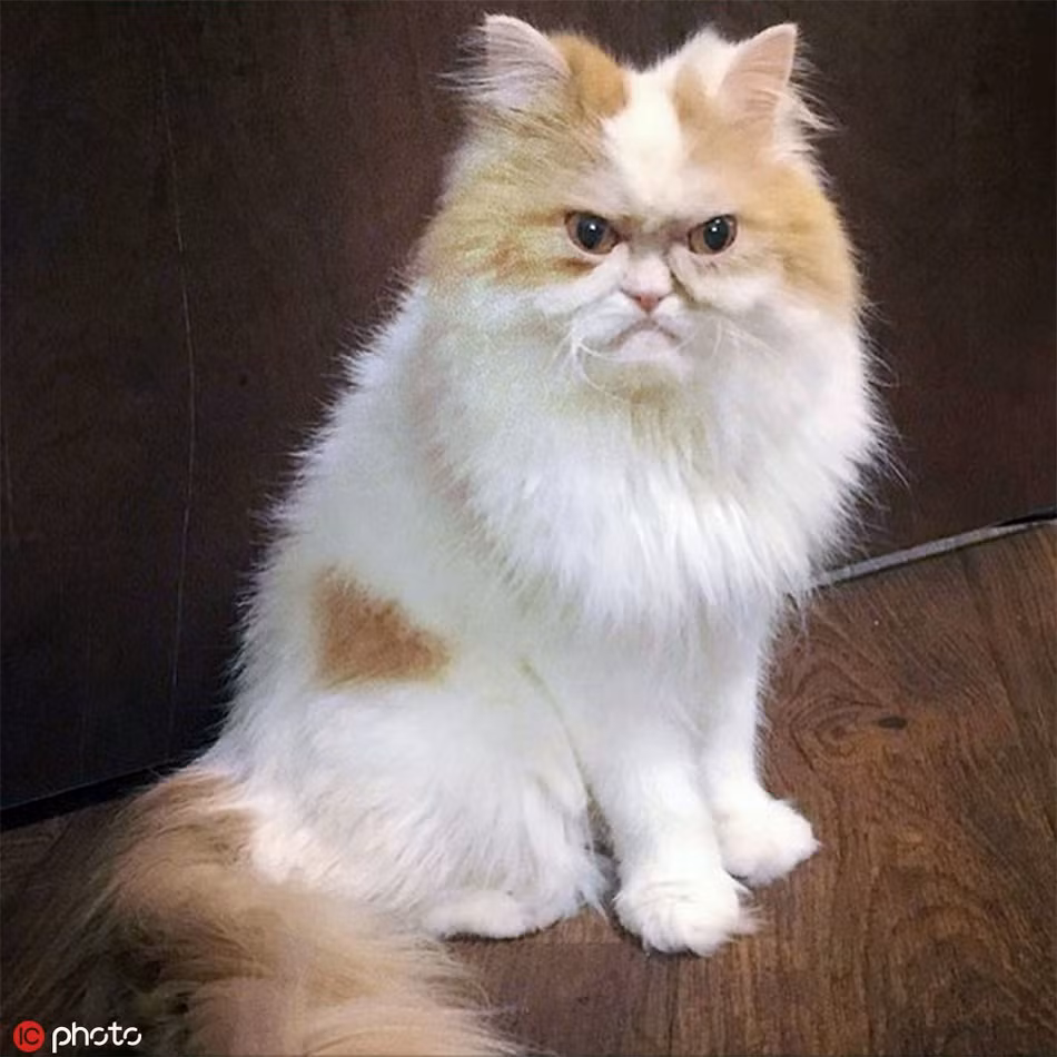 Chú mèo giận dữ Louis hiện được coi là người thay thế cho Grumpy, chú mèo nổi tiếng nhất thế giới.