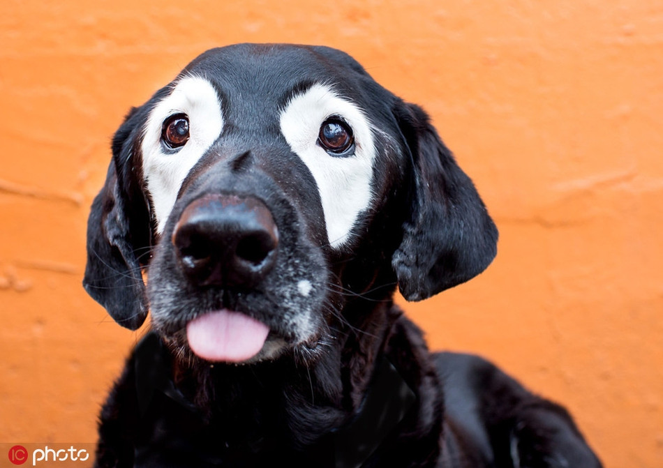 Roddy là một chú chó Labrador Retriever cực nổi tiếng trên mạng xã hội. Bị bạch biến dạng hiếm, màu lông ở mắt của Roddy giống như bị nhuộm trắng, vô cùng nổi bật. Sự nổi bật này khiến Roddy nổi như cồn, sở hữu hàng trăm ngàn người hâm mộ. Thực tế, có nhiều chó, mèo ngôi sao nổi hơn cả con người