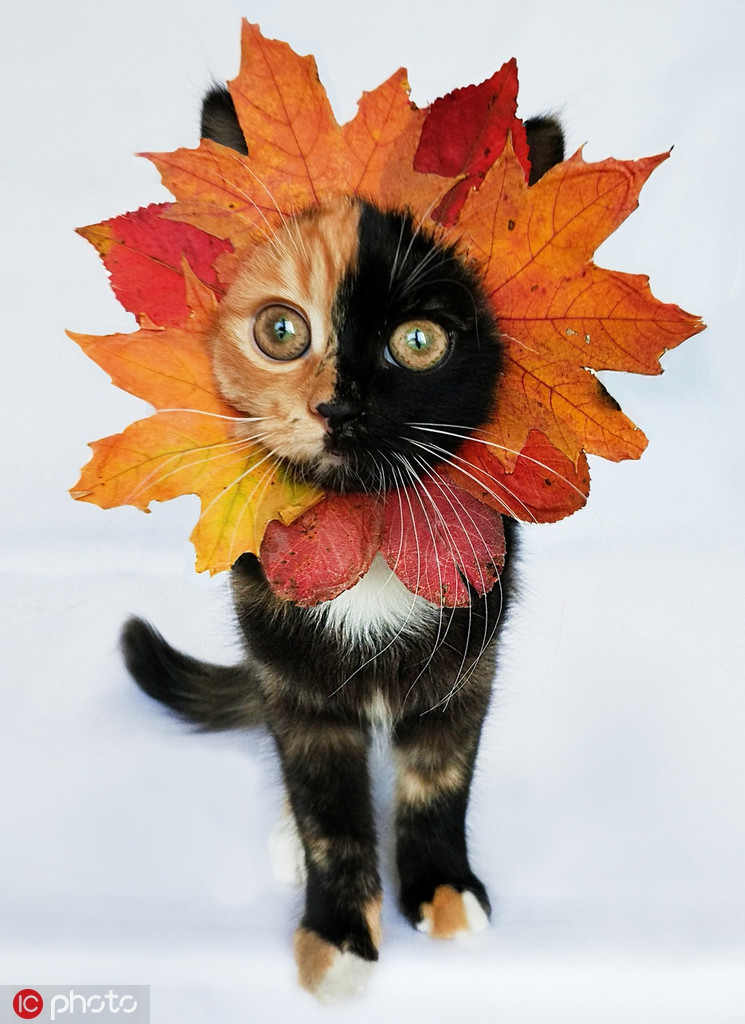 Cô mèo Yana ở Belarus nổi tiếng với khuôn mặt nửa vàng nửa đen. Cũng nhờ sự khác biệt này, Yana được gọi là cô mèo hai mặt, rất nổi tiếng trên mạng xã hội.