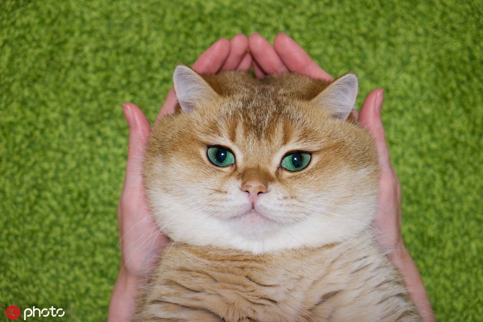 Nếu bạn thích nhân vật mèo đi hia thì bạn chắc chắn sẽ thích chú mèo màu cam tên là Osko này. Osko, 2 tuổi, ở Scotland nổi tiếng với cơ thể béo khỏe béo đẹp của mình. Chú ta cũng có biểu cảm rất phong phú, sở hữu hơn 500.000 người hâm mộ.