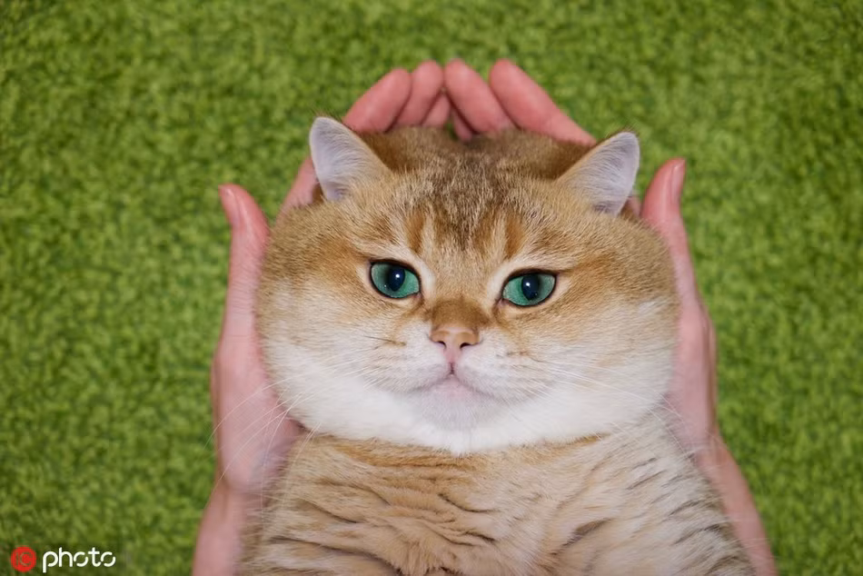 Nếu bạn thích nhân vật mèo đi hia thì bạn chắc chắn sẽ thích chú mèo màu cam tên là Osko này. Osko, 2 tuổi, ở Scotland nổi tiếng với cơ thể béo khỏe béo đẹp của mình. Chú ta cũng có biểu cảm rất phong phú, sở hữu hơn 500.000 người hâm mộ.