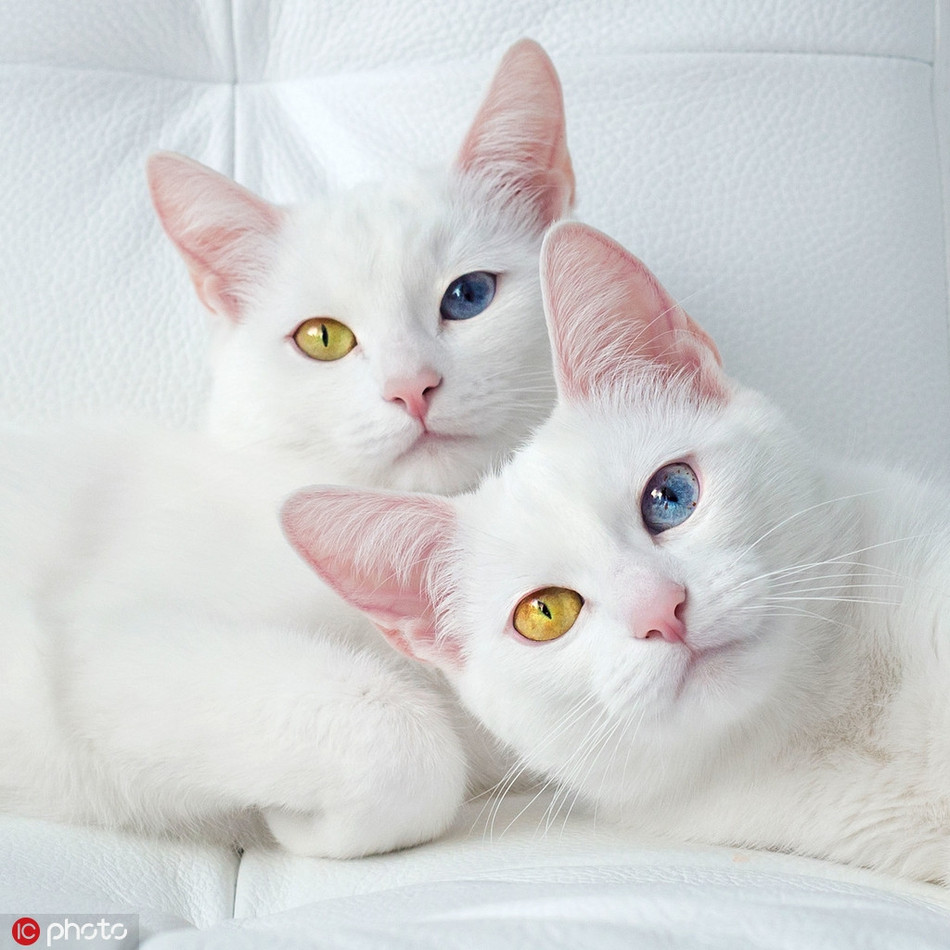 Cặp mèo sinh đôi Iriss và Abyss ở St. Petersburg, Nga, sở hữu đôi mắt nửa xanh nửa vàng dị biến tuyệt đẹp cũng vô cùng nổi tiếng nhờ nhan sắc lôi cuốn của mình.