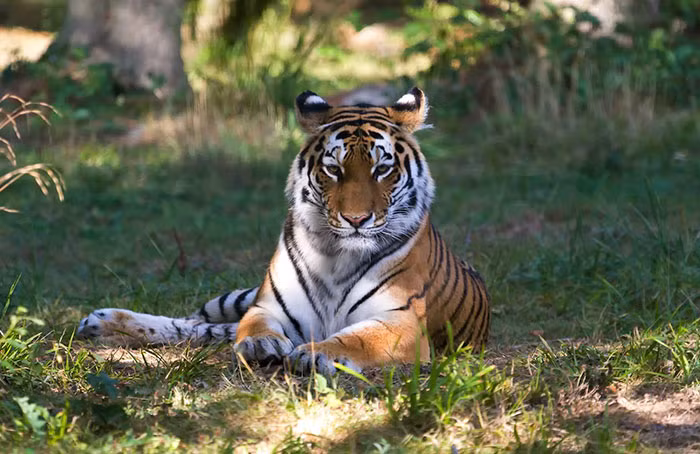 Trong trường hợp của hổ vằn, vì là loài săn mồi đỉnh, thế nên kiểu hình này không hoạt động như một tính năng tự vệ mà hoạt động như một tính năng đe dọa.