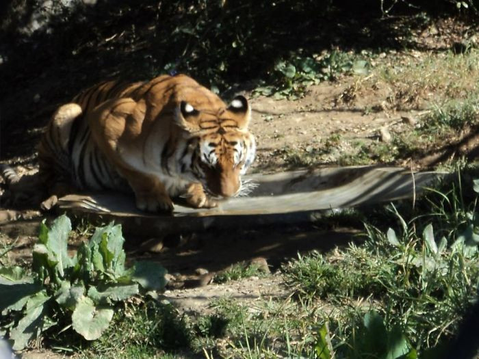 Tính năng ngụy trang này thường được quan sát thấy trên các loài bướm, bò sát, cá và chim. Nó hoạt động như một cơ thể phòng thủ.