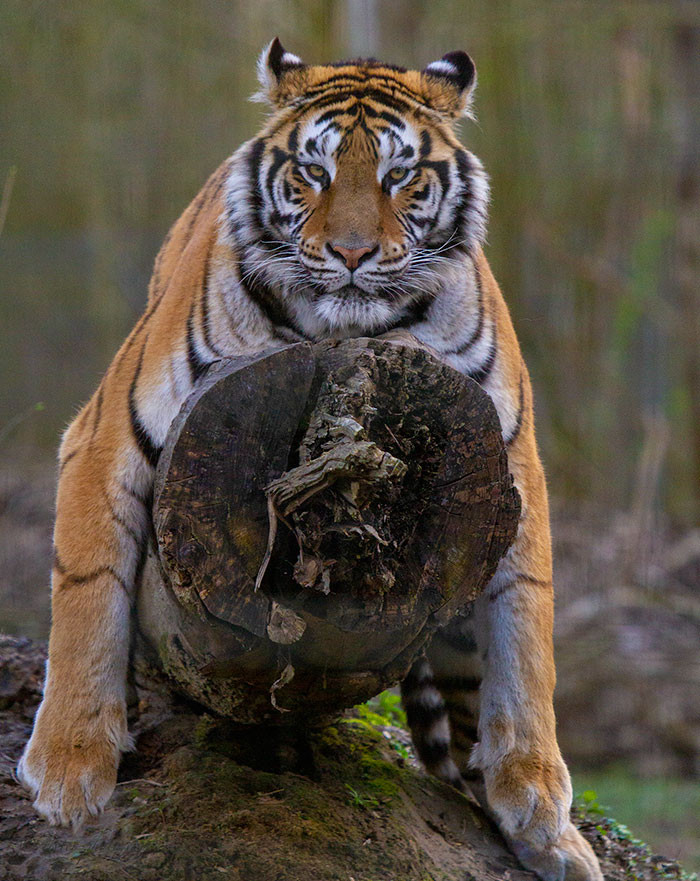 Việc xoay tai linh hoạt khiến "đôi mắt" trên hai tai của hổ vằn hoạt động như thể nó có thể nhìn thấy mọi thứ xung quanh, khiến các loài động vật khác e sợ.