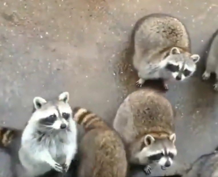 Gau meo gio tay xung phong cuc yeu gay nao loan