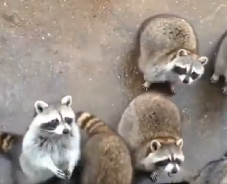 Gau meo gio tay xung phong cuc yeu gay nao loan