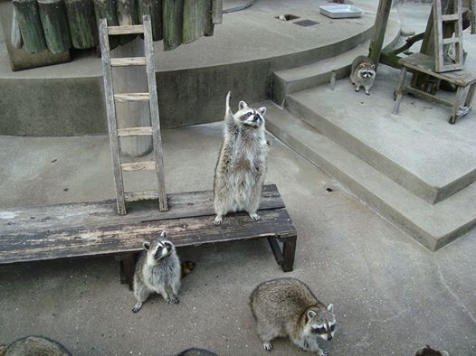 Gau meo gio tay xung phong cuc yeu gay nao loan-Hinh-2