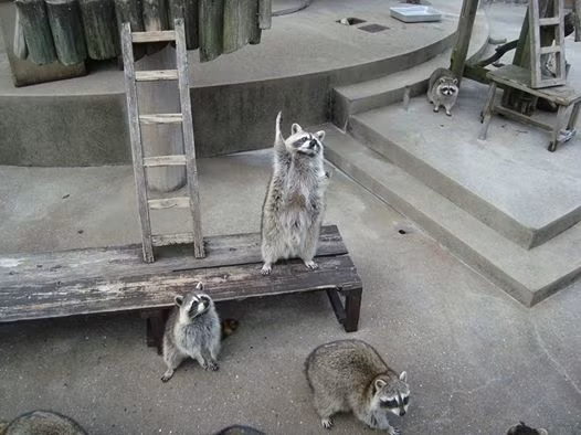 Gau meo gio tay xung phong cuc yeu gay nao loan-Hinh-2