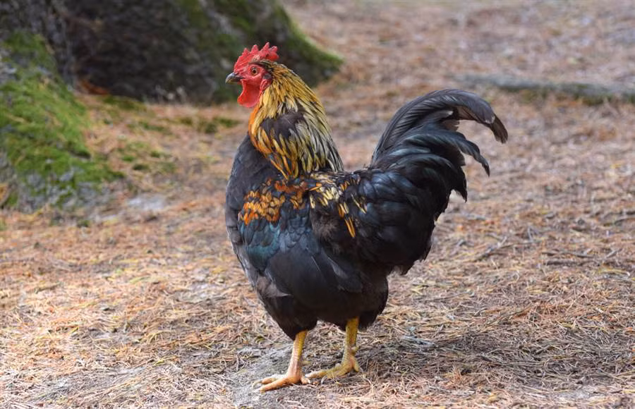 Ba lao tu vong vi bi ga trong mo vao chan